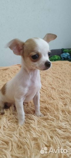 Щенки чихуахуа мини мальчики