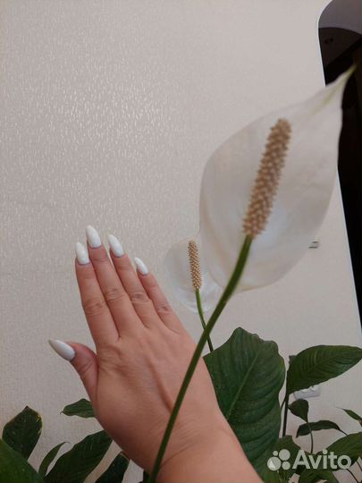 Спатифиллум сортовые