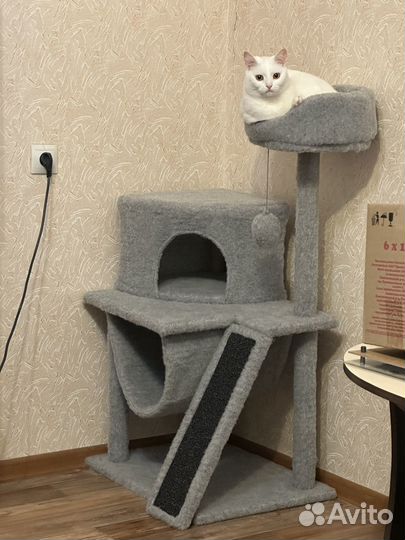 Отдам кошку в добрые руки