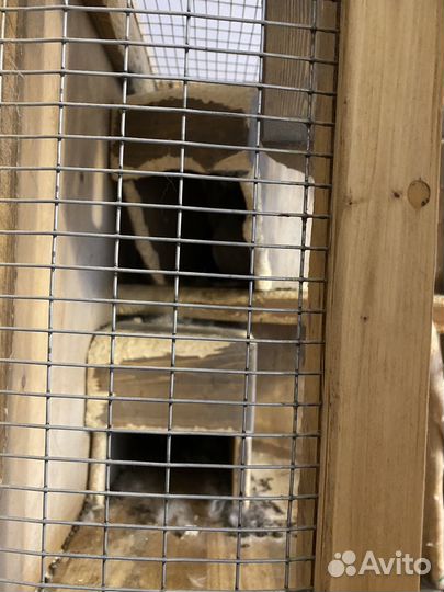 Витрина для шиншилл бу
