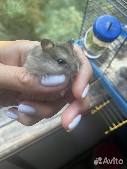 Джунгарский хомяк беспоатно