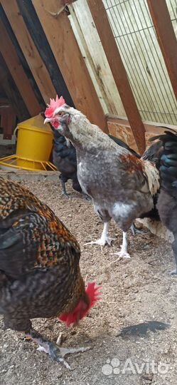 Петух чёрный оливеггер