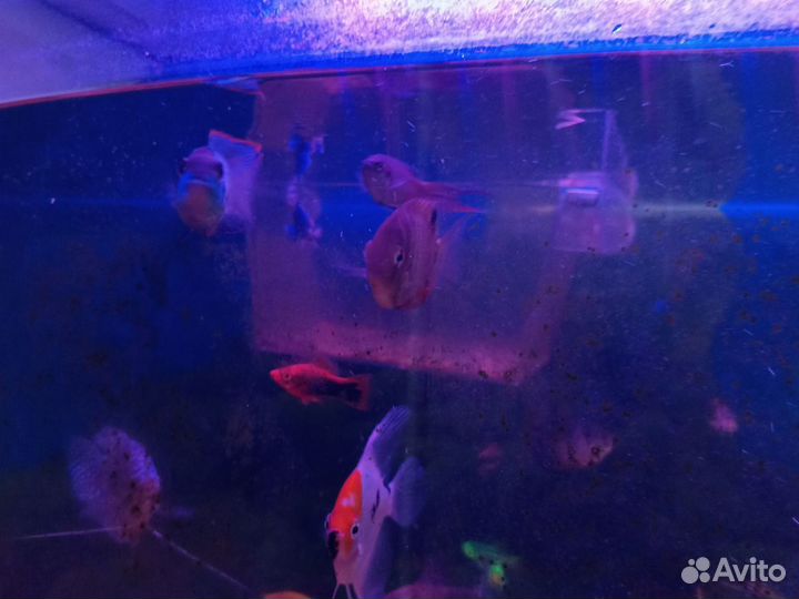 Аквариумные рыбки