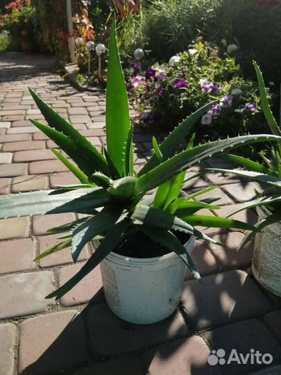 Алоэ вера лекарственный