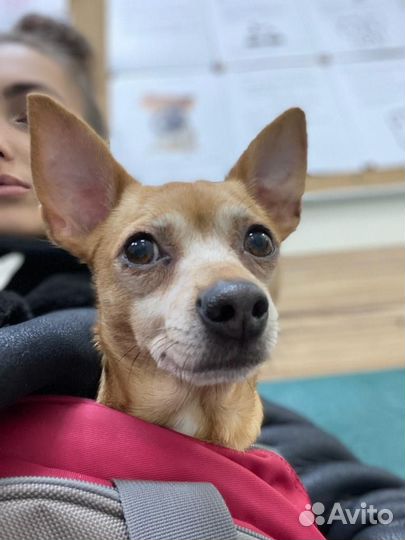 Маленькая собачка в добрые руки