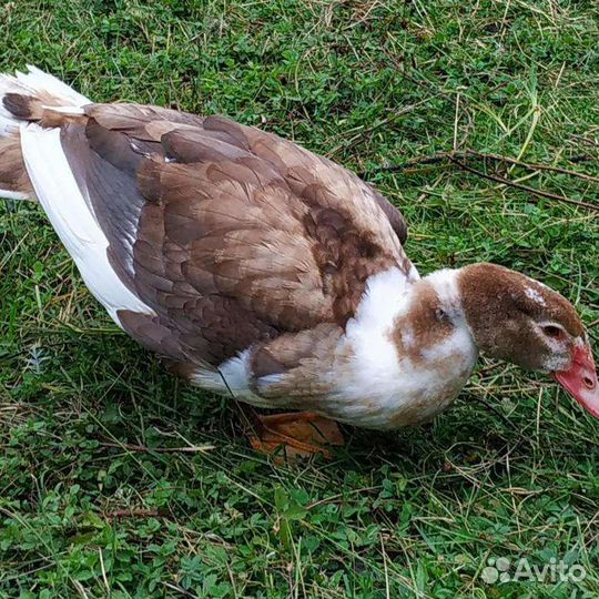 Утята Индоутки 50 штук в наличии, мускусной утки