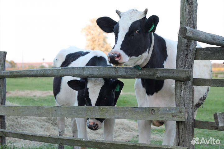 Тёлка тёлочка корова