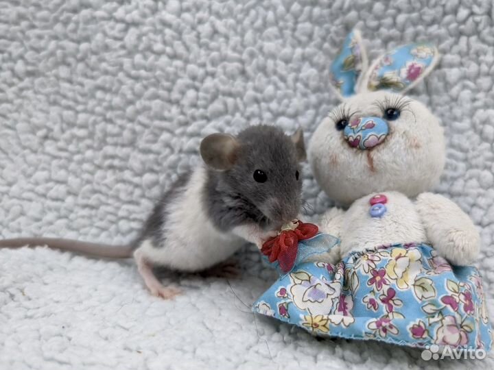 Крысята дамбо домашние малыши