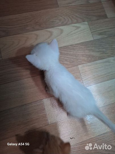 Котята отдам бесплатно