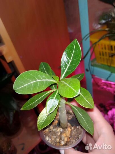 Суккуленты для флорариума