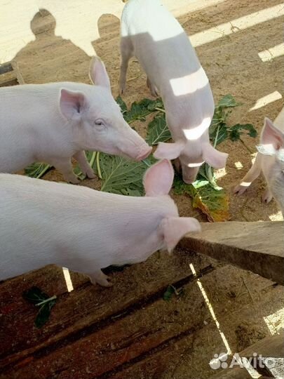 Поросята ландрас+петрен 5 месяца
