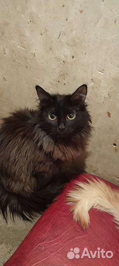 SOS кошки в беде