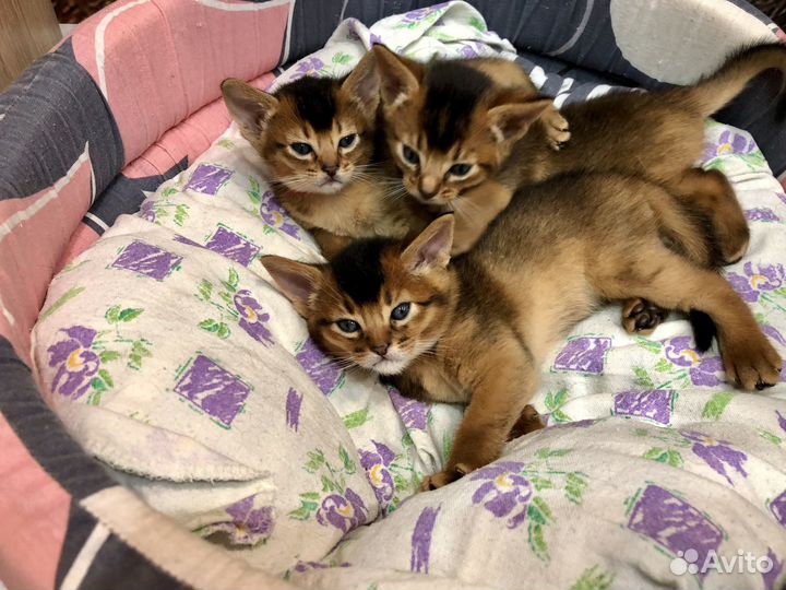 Абиссинские котята