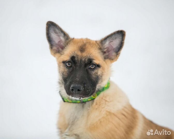 Собаки бесплатно в добрые руки