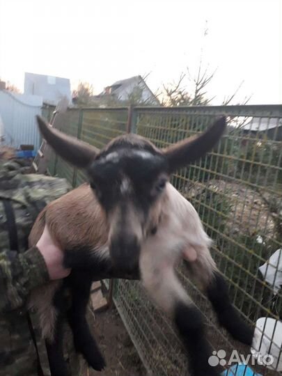 Альпийские козы