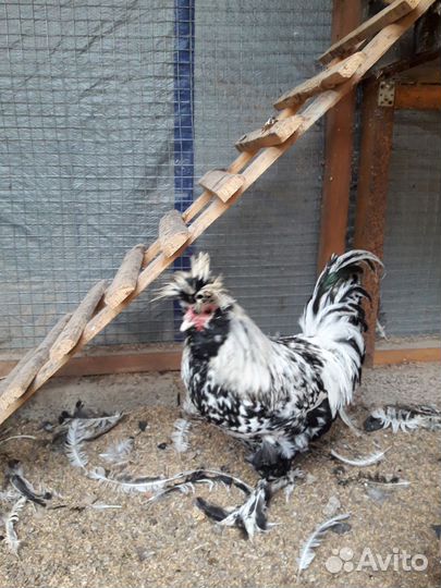 Петухи Павловское серебро