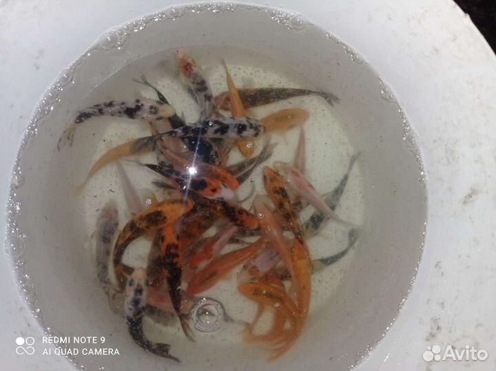 Карп кои для пруда и водоёма и для аквариума