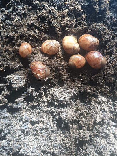 Улитки ахатины тигр