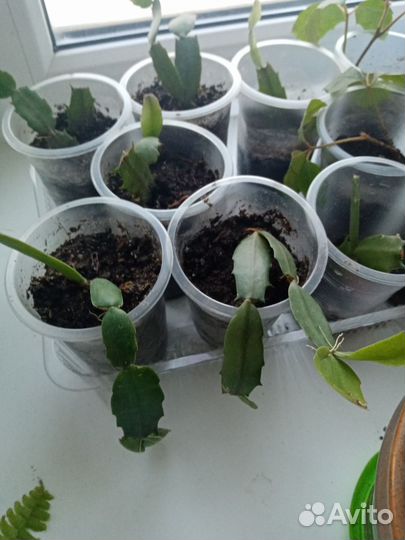 Декабрист шлюмбергера ярко-красный