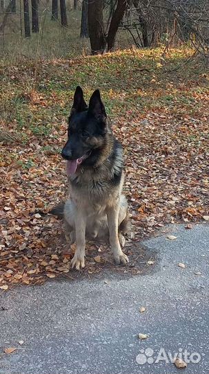 Немецкая овчарка для вязки