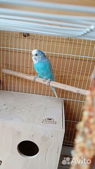 Попугай получех