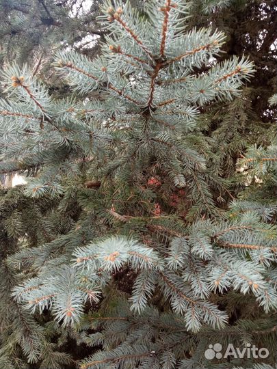 Ель голубая