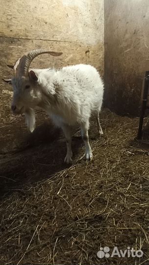 Козел зааненский