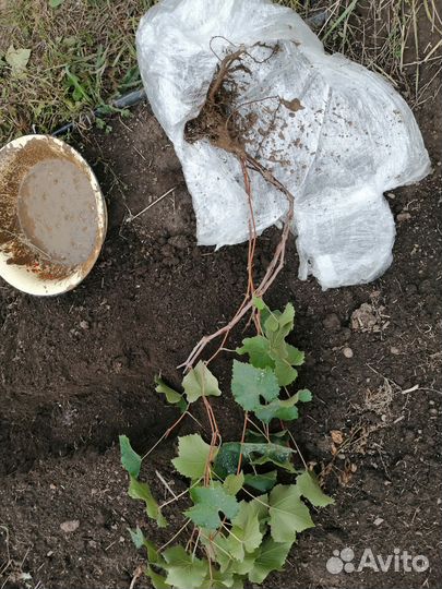 Куст винограда, отводки