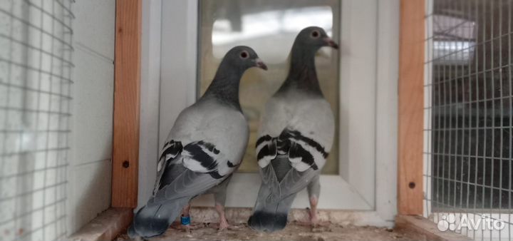 Спортивные голуби