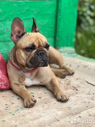 Адресник чеканка