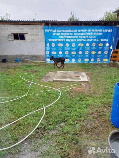 Корова голштинской породы