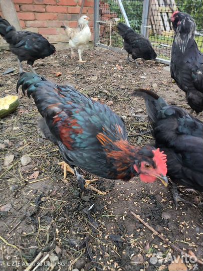Продам молодых петушков