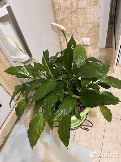 Комнатные домашние растения