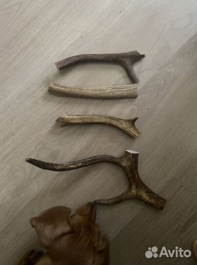 Рога оленя для собак