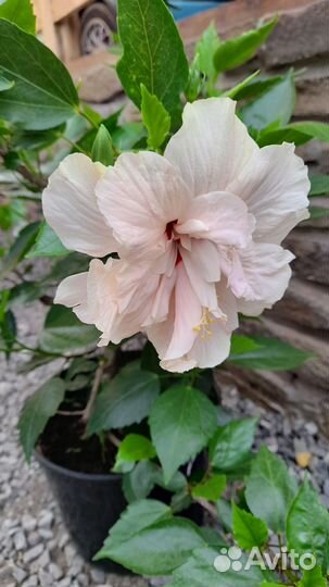 Гибискус комнатный китайская роза