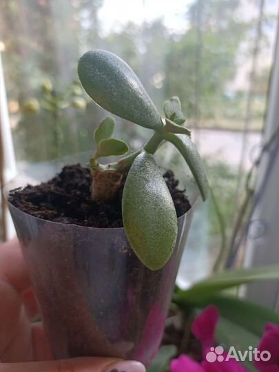 Бесплатно.детки денежного дерева