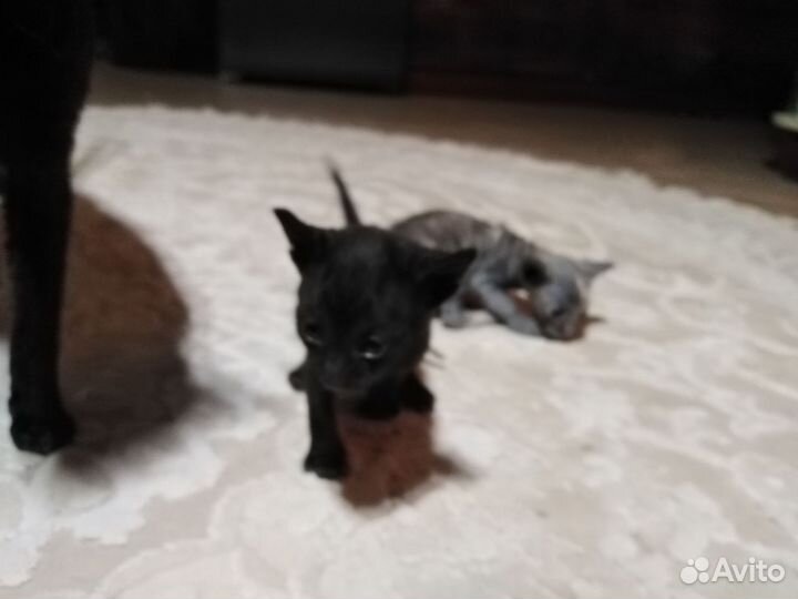 Корниш-рекс