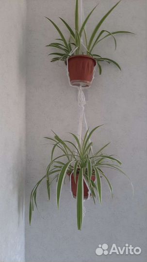 Хлорофитум