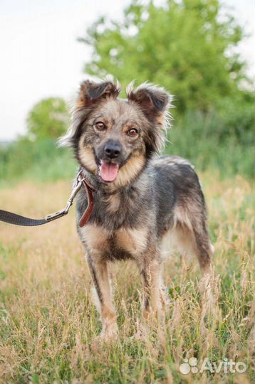 Собака из приюта в добрые руки