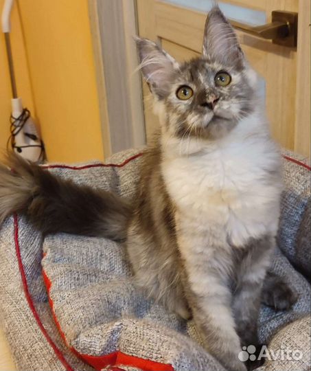 Котята мейн-кун девочки