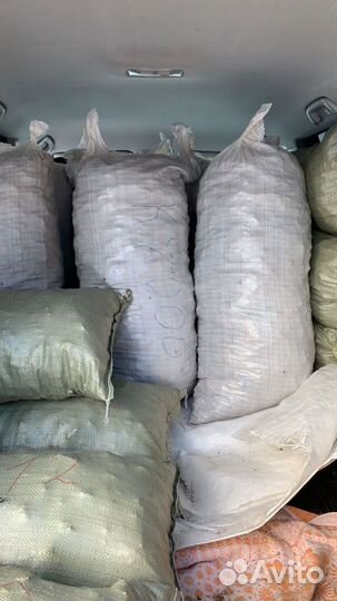 Чага продам