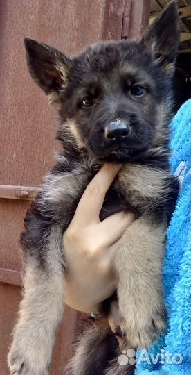 Щенки немецкой овчарки