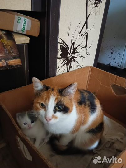 Кошка