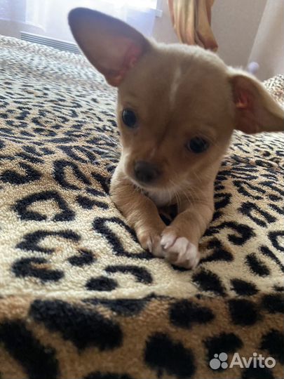 Щенки чихуахуа мини