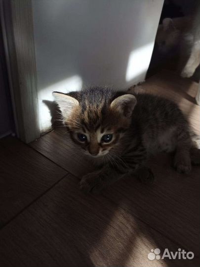 Котенок 2 месяца