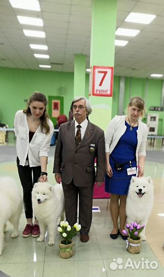Вязка самоед