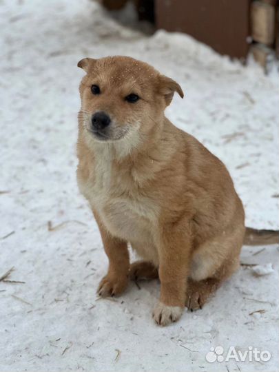 Щенки бесплатно