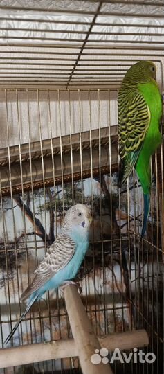 Волнистые попугайчики домашнего разведения