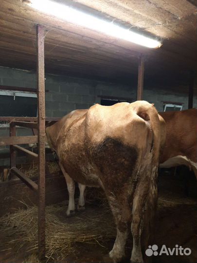 Корова, тёлки стельные