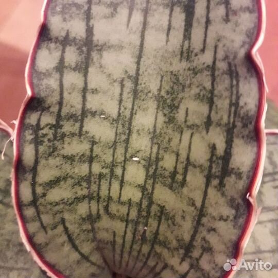 Сансевиерия муншайн и др